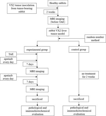 Evaluation of the efficacy of transcatheter arterial embolization combined with apatinib on rabbit VX2 liver tumors by intravoxel incoherent motion diffusion-weighted MR imaging